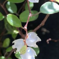 オーニソガラム,ワイヤープランツの画像