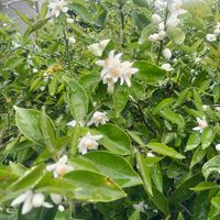 すだち,すだちの花,いい香りの画像