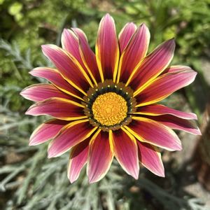 ガザニア,かわいい,ガーデニング,ナチュラルガーデン,癒しの画像