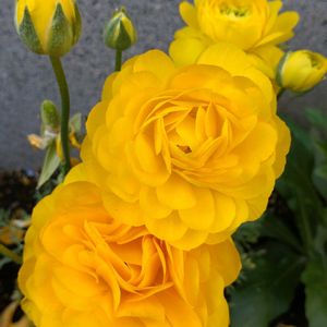 鉢植え,ガーデニング,散策,植え込み,大谷翔平の画像