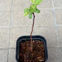 プルーン,プルーン,実生,食べた後の種から,食べ蒔きの画像