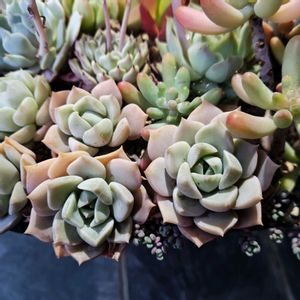 白牡丹,多肉植物,多肉寄せ植え,グラプトベリア属,多肉丼の画像