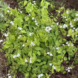 オキナグサ,深山オダマキ,梅花碇草,梅花イカリソウ,白花梅花イカリソウの画像