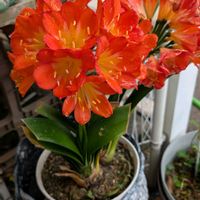 鉢植え,花のある生活,可愛い花,自宅の庭,花好き倶楽部の画像