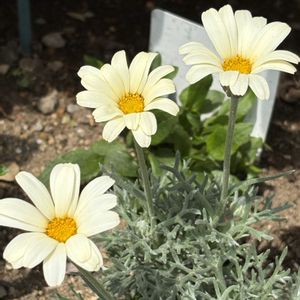 ローダンセマム,ローダンセマム レトロクラッカー,ローダンセマム レトロクラッカー,ナチュラルガーデン,マイガーデンの画像