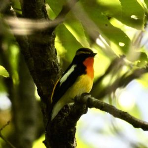 野鳥(オオルリ),野鳥(キビタキ),野鳥,岐阜県,多肉男子の画像