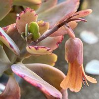 胡蝶の舞,多肉植物の画像