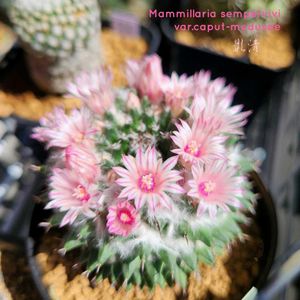 サボテン,景清,高砂,多毛高砂,マミラリア属 影清の画像