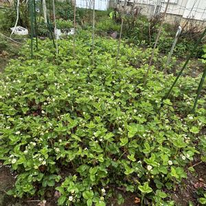 イチゴ,いちご,いちごの花,いちご畑,iphone14proの画像