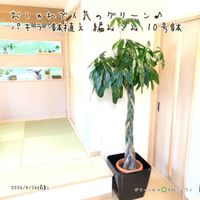 パキラ,パキラ,パキラ,観葉植物,鉢植えの画像