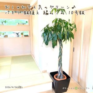 パキラ,パキラ,パキラ,観葉植物,鉢植えの画像