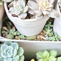 セダム 乙女心,神奈川タニラー,多肉男子,バルコニー/ベランダの画像