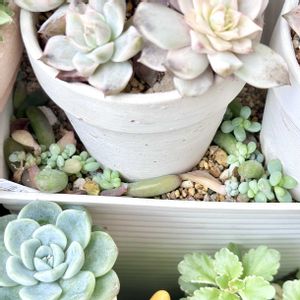 セダム 乙女心,神奈川タニラー,多肉男子,バルコニー/ベランダの画像