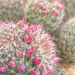 サボテン,モンロー,モンロー,月影丸,マミラリア 月影丸の画像