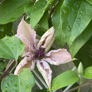 クレマチス ピンクファンタジー,鉢植え,開花,ピンクの花,緑が好きの画像