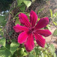 クレマチス,プルメリア,春到来！,今日のお花,庭の画像
