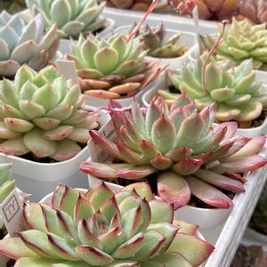 多肉植物,多肉寄せ植え,多肉植物 エケベリア,多肉植物のある暮らし,多肉事の画像