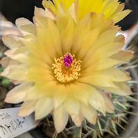 サボテン,my garden,庭の画像