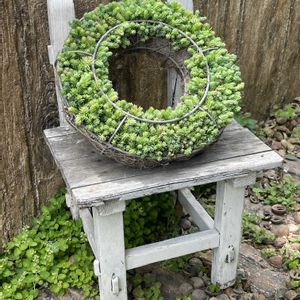 セダム,セダムリース,寄せ植え,セダム寄せ植え,セダムのリースの画像