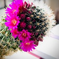 サボテンいろいろ,澄心丸,サボテンの花,マミラリア属,サボテン大好きの画像