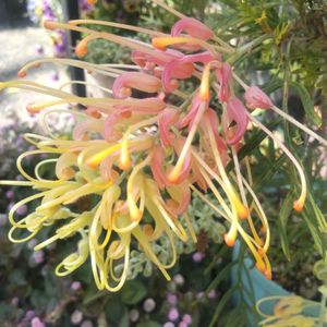 グレビレア ピーチズ&クリーム,蚤の市,ナチュラルガーデン,癒される,オージープランツの画像