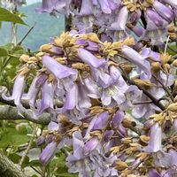 キリ,桐の花,岐阜県,多肉男子,岐阜の画像