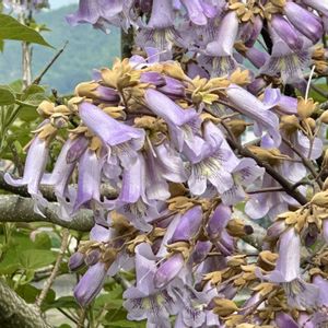 キリ,桐の花,岐阜県,多肉男子,岐阜の画像