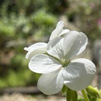 シラン,ゼラニウム,ヘリクリサム,エレモフィラ,キク科の画像