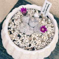 サボテン,スーパーバラ丸,サボテンの花,ツルビニカルプス属の画像