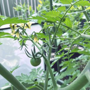 ジャガイモ,ブルーベリー,ミニトマト,とうもろこし,枝豆の画像