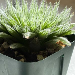 ハオルチア,イザベラエ,イザベラエ,多肉植物,葉挿しの画像