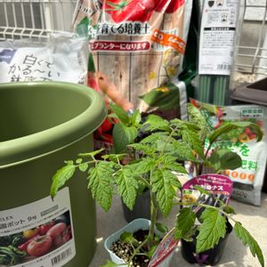 夏野菜,ベランダの画像