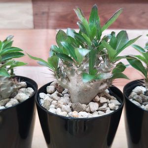 パキポディウム,パキポディウム サンデルシー,パキポディウム 白馬城,多肉植物,観葉植物の画像