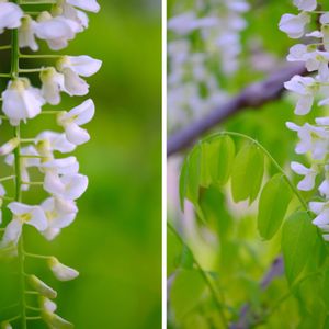 フジ,広い庭の画像