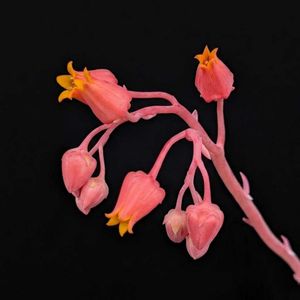 エケベリア,桃太郎,ダイソーチワワエンシス,多肉植物,エケベリア属の画像