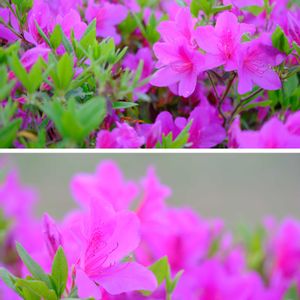 ツツジ,広い庭の画像