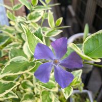 ツルニチニチソウの画像