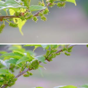 マグワ,広い庭の画像
