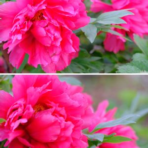 ボタン,広い庭の画像