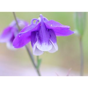 オダマキ,広い庭の画像