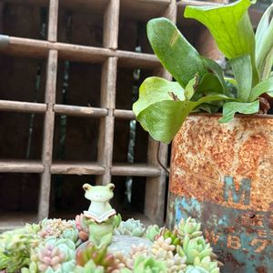 寄せ植え,多肉植物,多肉植物寄せ植え,多肉寄せ植え,多肉リース寄せの画像