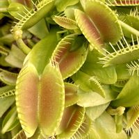 ハエトリソウ,食虫植物,庭の画像