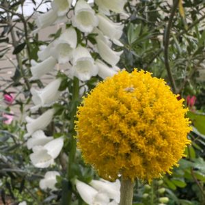 オリーブ,ジギタリス,グラス ぺディア,鉢植え,黄色い花の画像