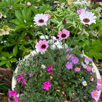オオデマリ,カロライナジャスミン,葉牡丹,ビオラ,寄せ植え.の画像