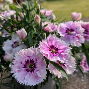 ナデシコ,鉢植え,可愛い〜♡,多年草,花のある暮らしの画像