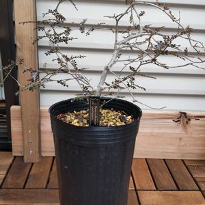 オペルクリカリア・パキプス,塊根植物,パキプス,オペルクリカリア,パキプス実生の画像