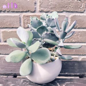 嫁入り娘,銀波錦,福娘,寄せ植え,多肉植物の画像