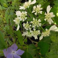 ツルニチニチソウ,オルレア・ホワイトレース,鉢植え,地植え,マイガーデンの画像