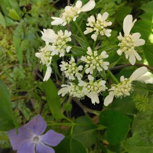 ツルニチニチソウ,オルレア・ホワイトレース,鉢植え,地植え,マイガーデンの画像