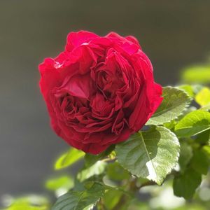 ルージュピエールドゥロンサール,プチ・ジョワ,テラコッタ,ばら バラ 薔薇,河本麻記子の画像